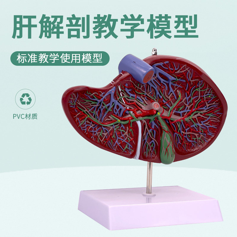 黄和模型消化科模型肝脏解剖教具