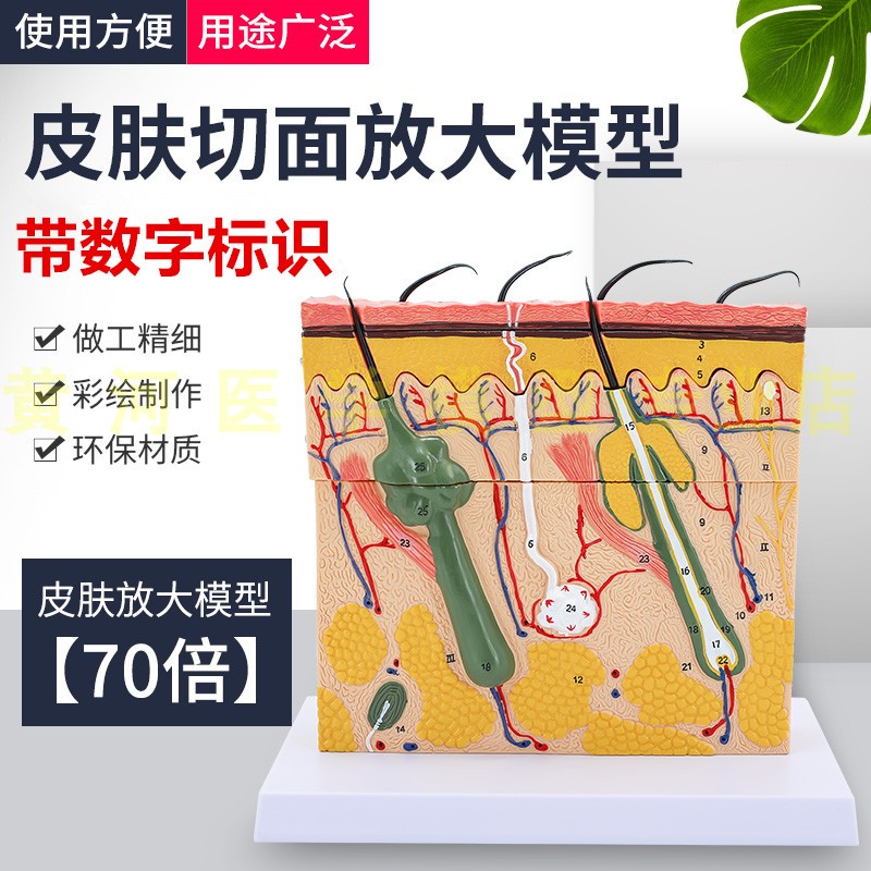 皮肤组织解剖模型黄河教学