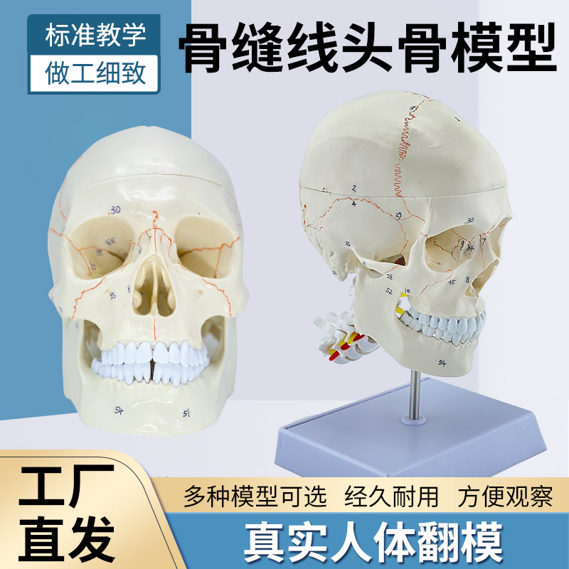 骨缝线头骨附颈椎脑模型 人体头骨医学大脑标本 1：1颅脑神经解剖