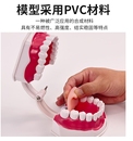 早教牙齿教学模型 幼儿园教刷牙模型 送牙刷护理牙 儿童口腔教学