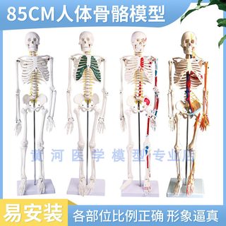 人体骷髅骨架可拆卸医学迷你小型全身骨骼带肌肉解剖模型玩具摆件