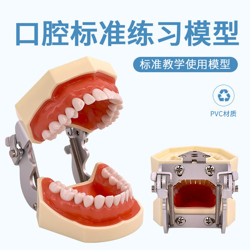 口腔科牙齿模型黄和教学