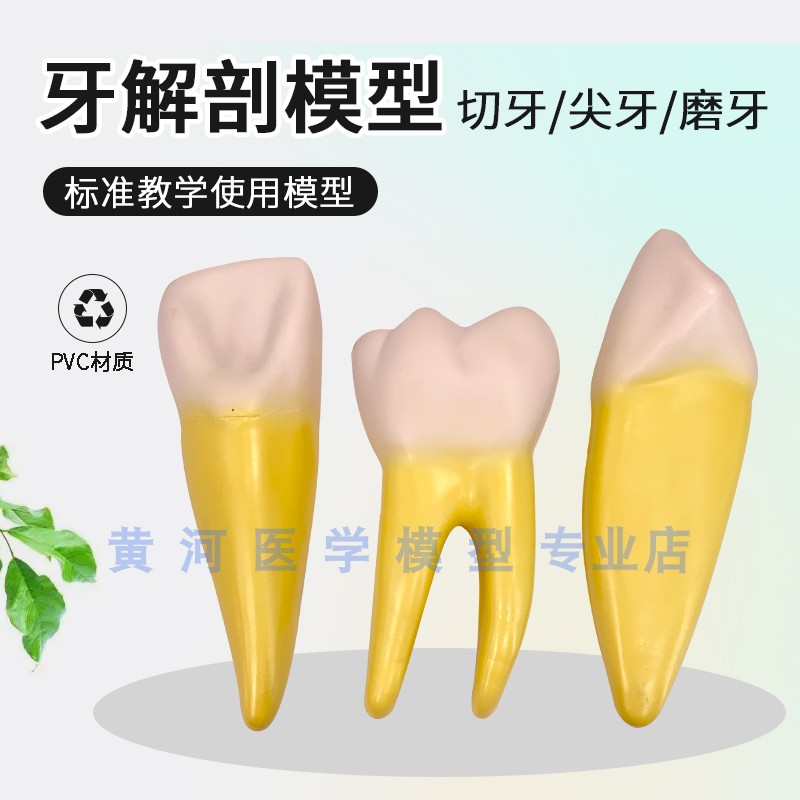 12倍放大 人体牙体解剖模型可拆分解 牙髓牙神经牙齿切牙尖牙磨牙