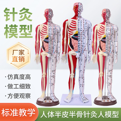 黄和教学穴位模型人体模型教学