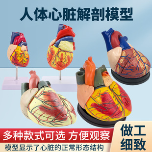 B超彩超心脏标本 人体心脏解剖模型 血液循环系统内科模型2倍放大