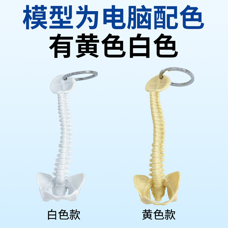 人体脊柱模型 小脊柱钥匙扣小型脊椎腰椎挂件 小型脊柱钥匙扣