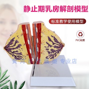 乳房模型胸模型胸部解剖模型静止期哺乳期女性乳房结构造医学教学