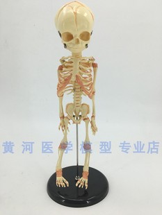骨科 婴儿骷髅 婴儿骨骼模型 人体骨架 幼儿骨骼模型 脊柱模型