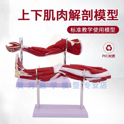 黄和上肢肌肉人体模型
