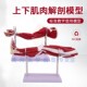 小型上肢下肢肌肉解剖模型带血管神经可拆手臂肌肉运动系统模型