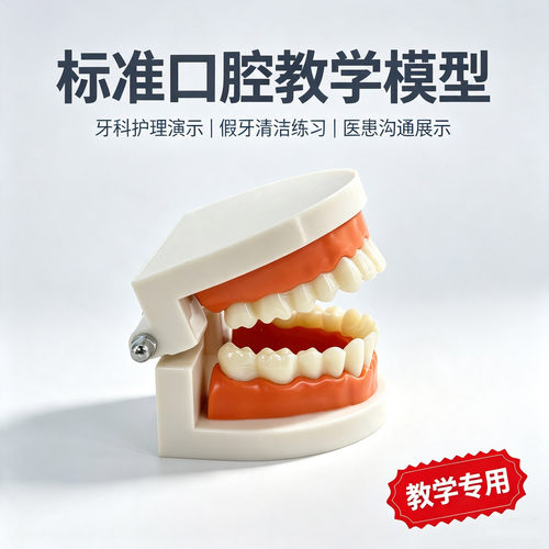 11口腔人体模型黄河教学