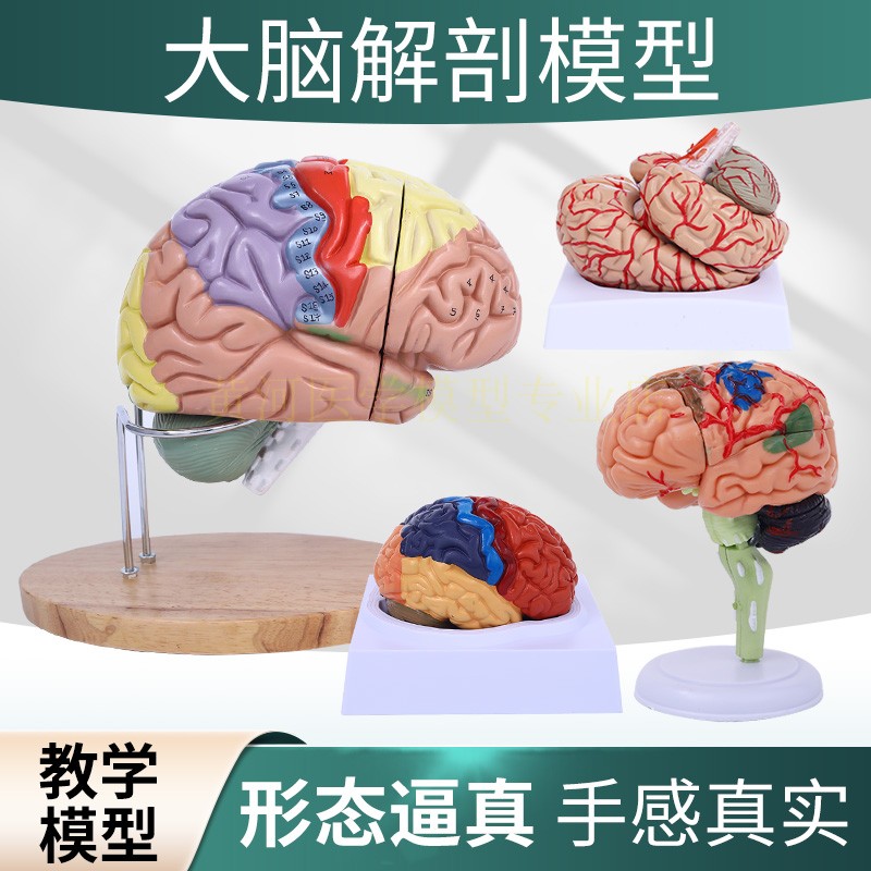 黄和模型教学教具脑解剖教学用