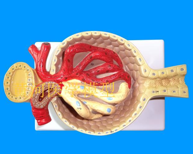 肾小球标本肾脏解剖模型放大700倍人体解剖模型医学仿真医学教学