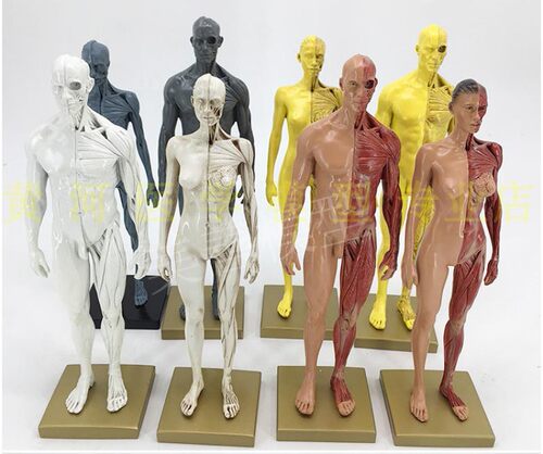 30cm艺用人体模型 肌肉骨骼解剖人体结构美术模型 CG绘画雕塑教学 - 封面