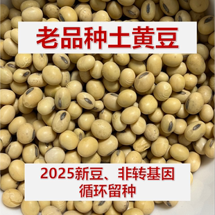 黄豆农家自种老品种打豆浆专用可留种非转基因2025年非发豆芽黄豆