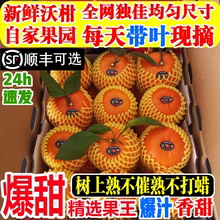自家正宗自种云南沃柑特级大果10斤新鲜水果整箱包邮澳柑桔子带叶