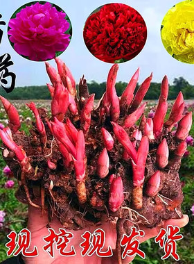 芍药花苗重瓣带芽种根四季开花老桩浓香型大花庭院阳台带花苞盆栽