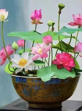 水培碗莲已开口水培植物花卉室内水养睡莲七彩五颜六色盆栽