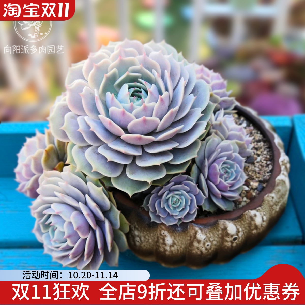 露娜莲精品热门仙气多肉植物一物一拍绿植花卉盆栽种植向阳派园艺