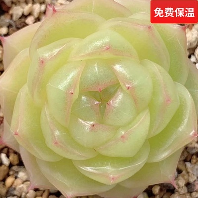 精品油腻麦秆多肉植物一物一拍