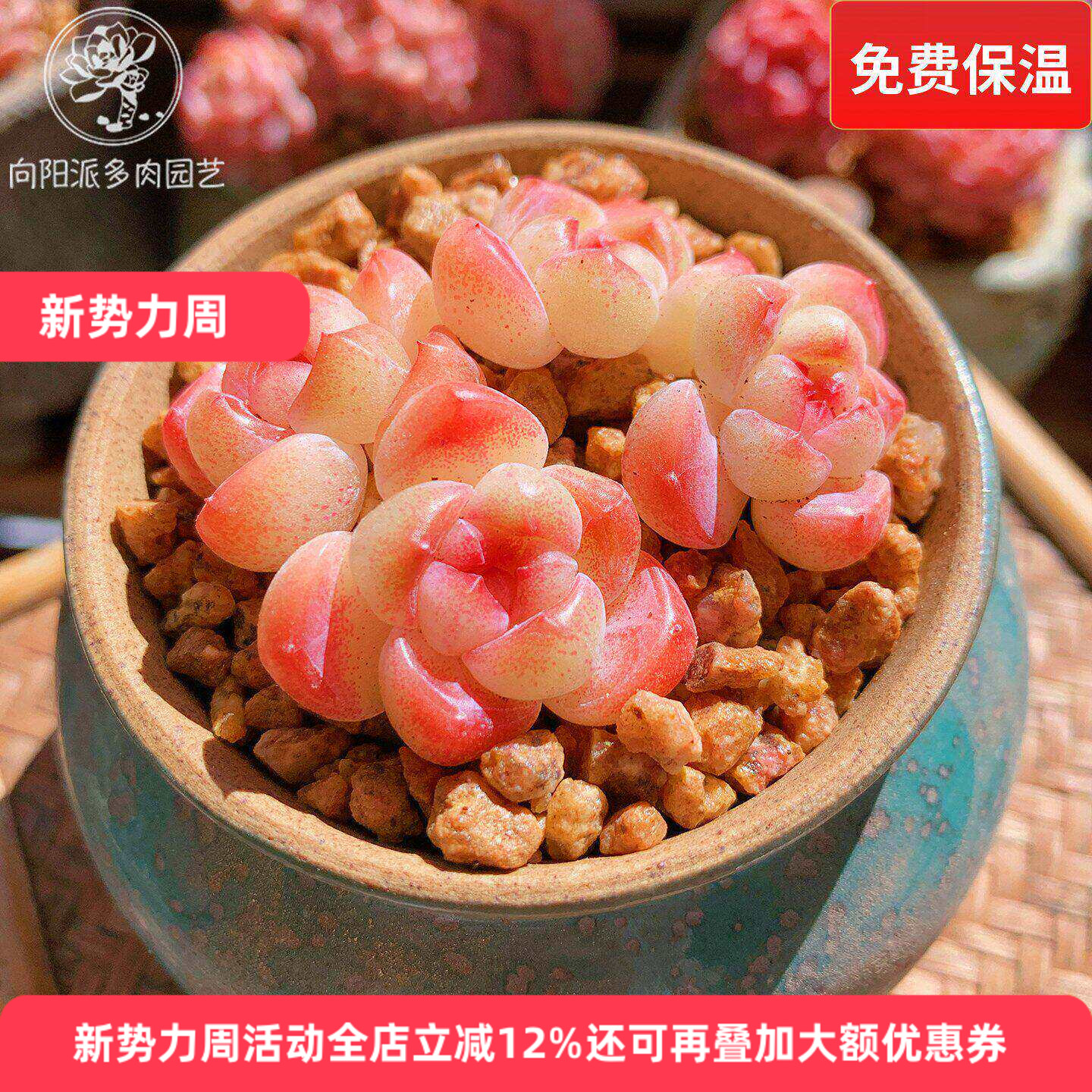 云南精品明镜多肉植物一物一拍小老桩群糖心透亮油腻包子肥向阳派