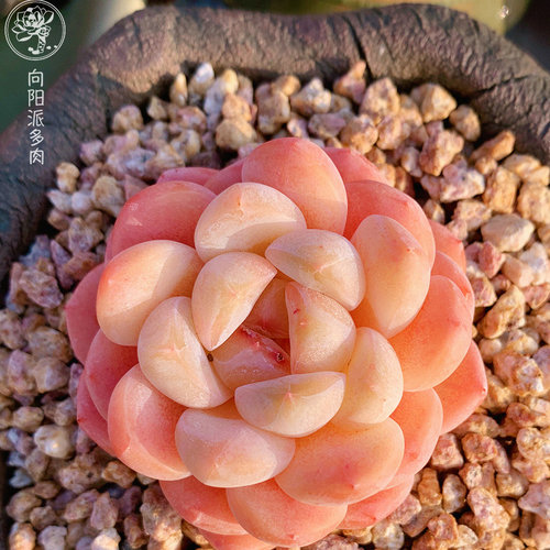 精品厚梦多肉植物一物一拍