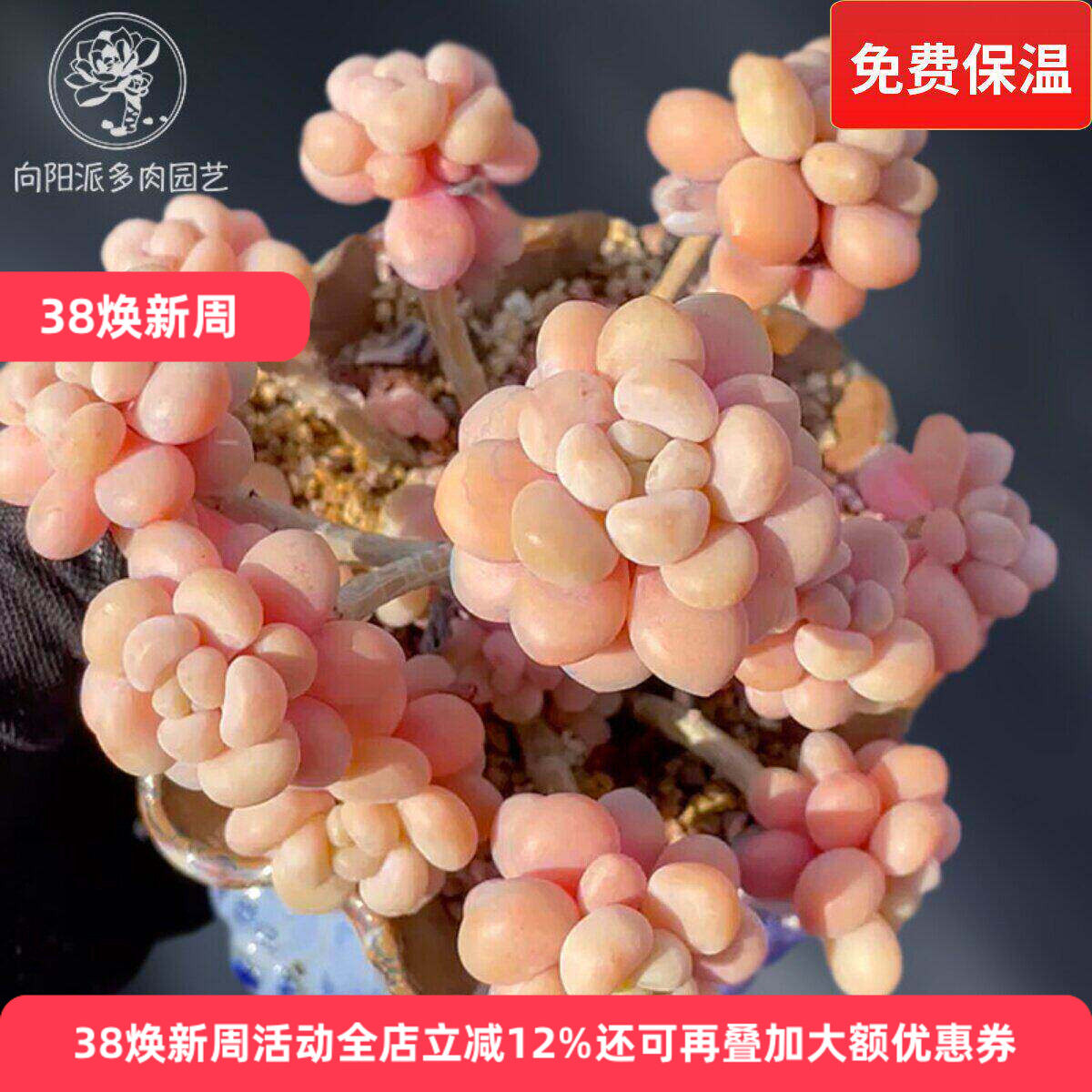 一物一拍洛可可鱼子酱大群精品贵货多肉植物老桩花卉直播向阳派