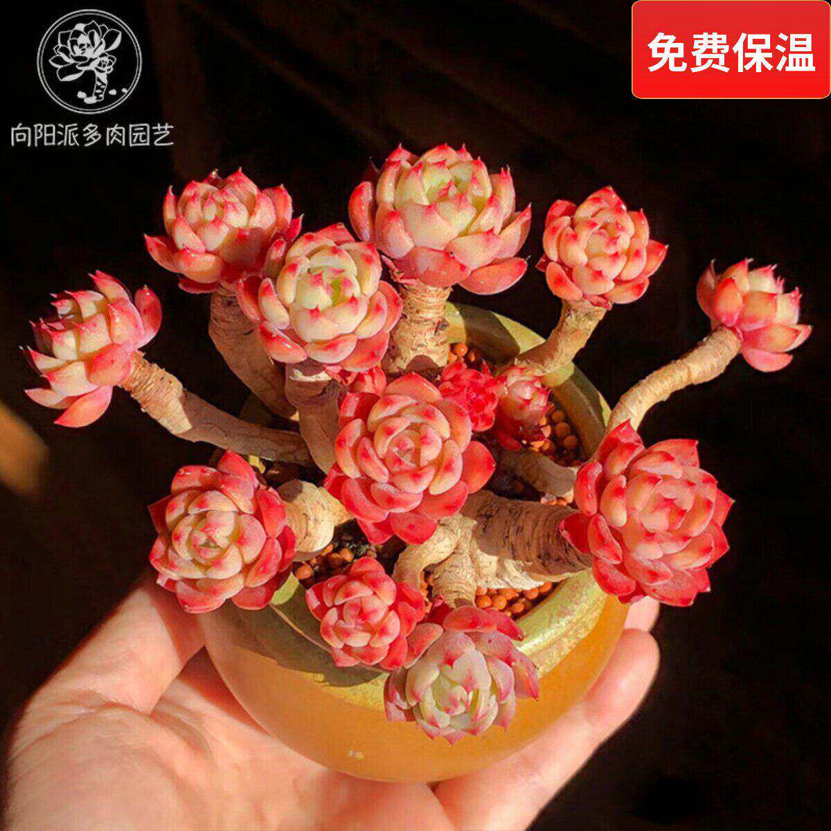 娜娜小勾胡可七福美尻多肉植物一物一拍群生老桩向阳派多肉园艺