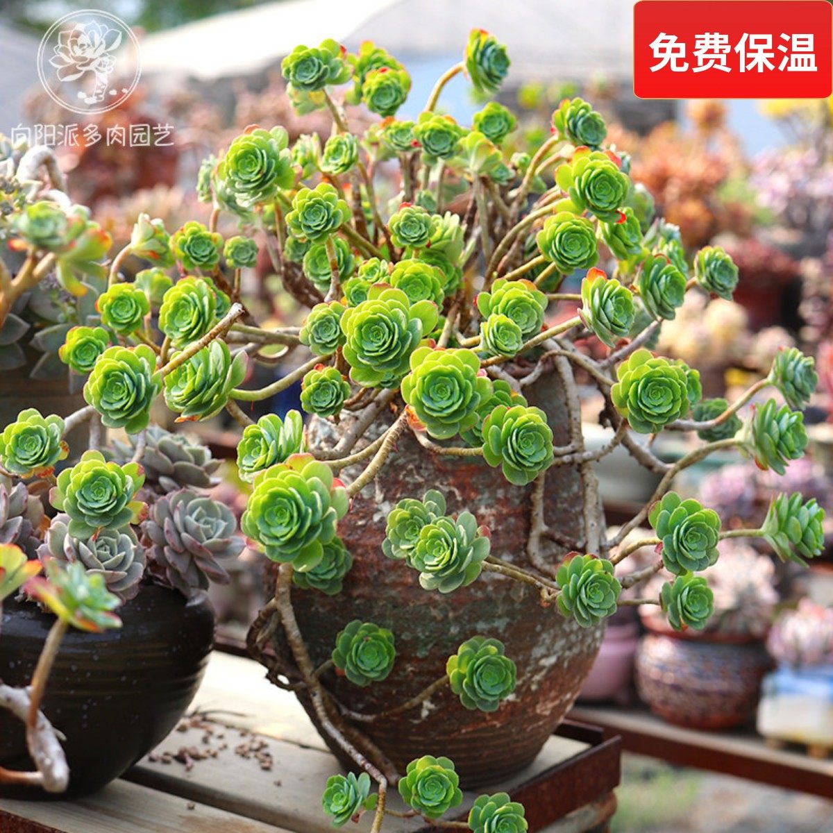 圆叶薄化妆精品造型一物一拍老桩多肉植物仙气绿植花卉向阳派园艺