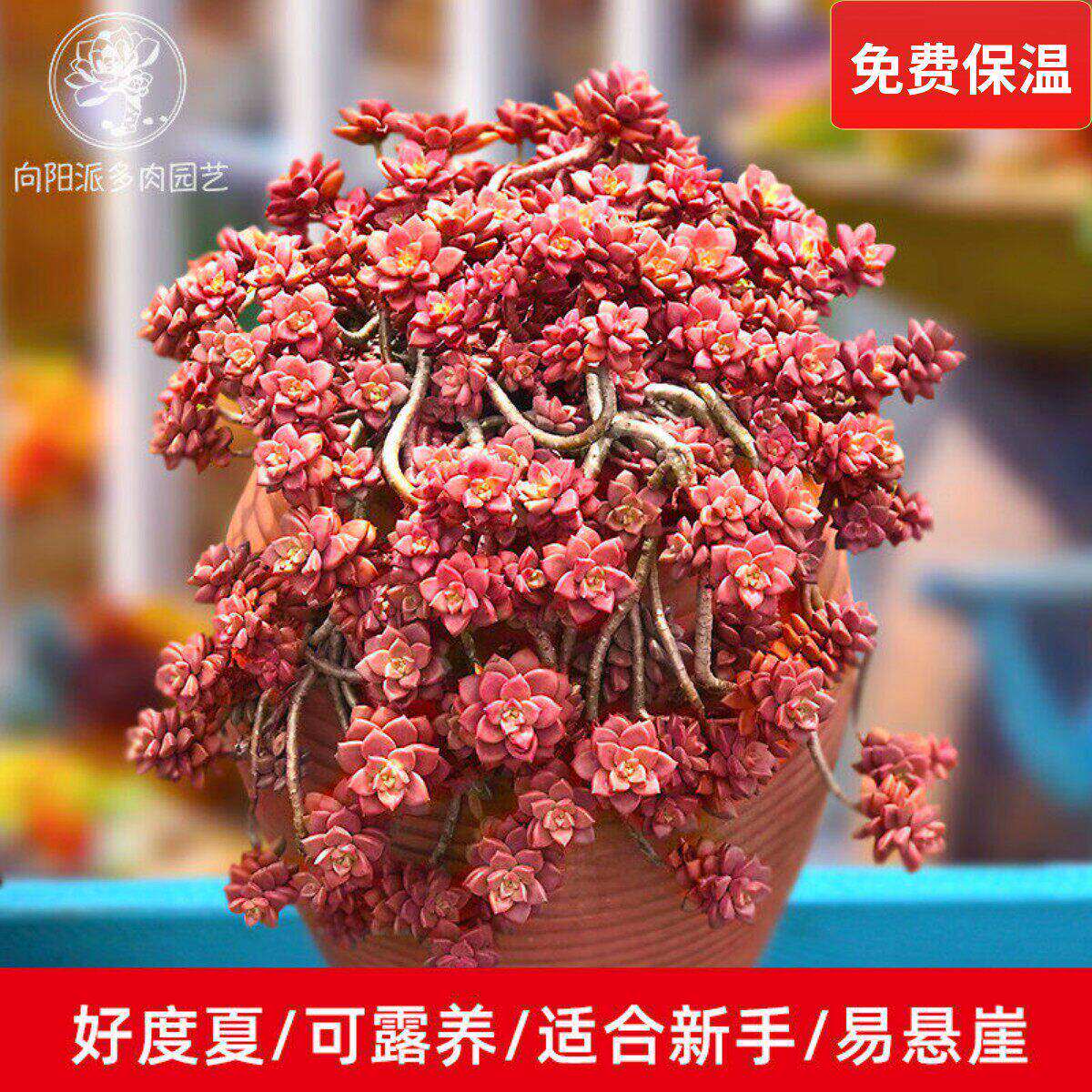 姬胧月一物一拍向阳派容易养护老桩悬崖多肉植物阳台窗台基地园艺