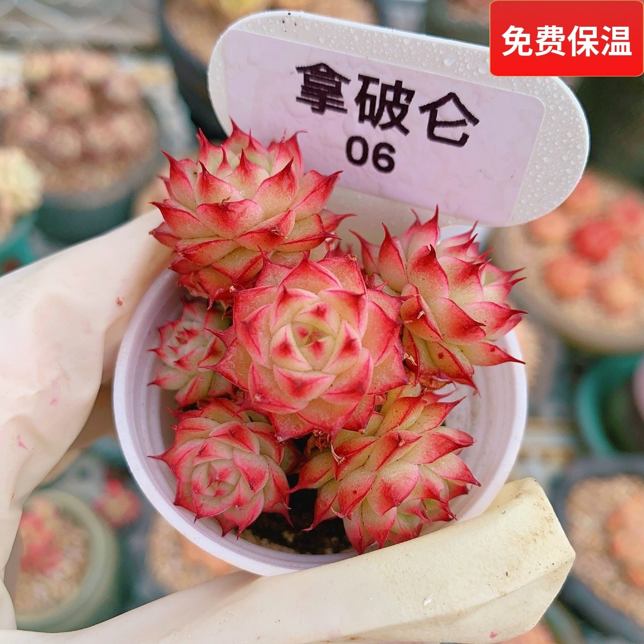 精品小萌肉拿破仑玫瑰多肉植物一物一拍老桩多头群生向阳派