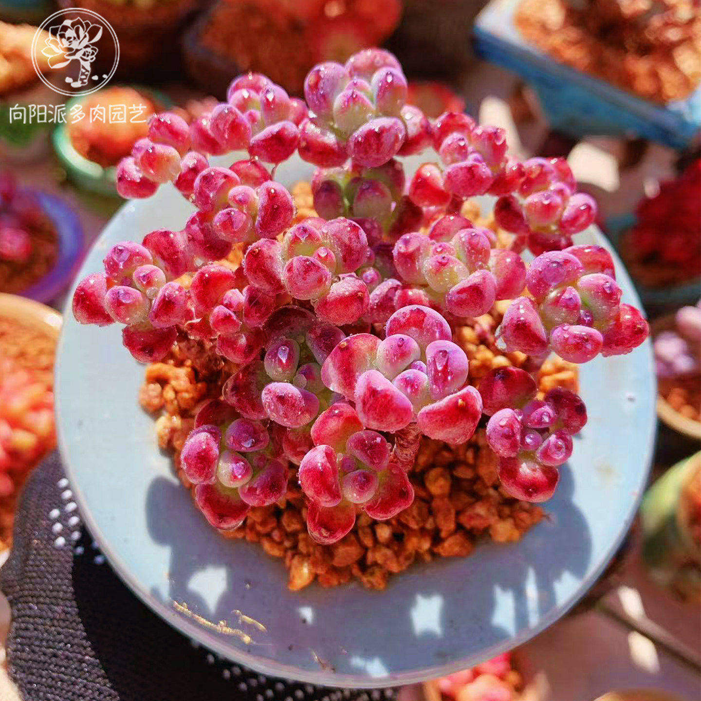 精品汤姆漫画云南昆明多肉植物一物一拍老桩多头萌肉向阳派