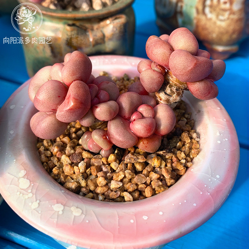 先锋派精品一物一拍多肉植物老桩易爆盆萌趣味向阳派基地