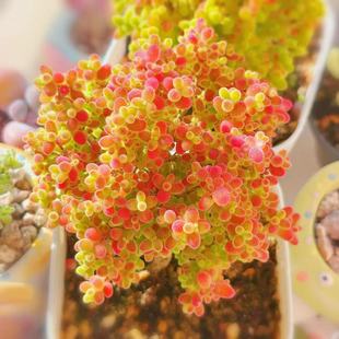 蜜橘糖球一物一拍番杏科多肉植物树状小型群生老桩向阳派多肉园艺