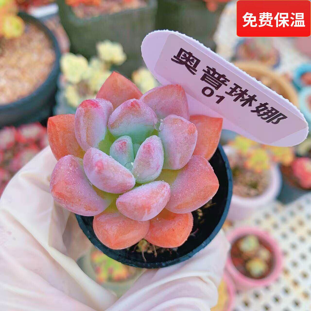 云南精品奥普琳娜多肉植物一物一拍肥嘟嘟粉色小老桩向阳派