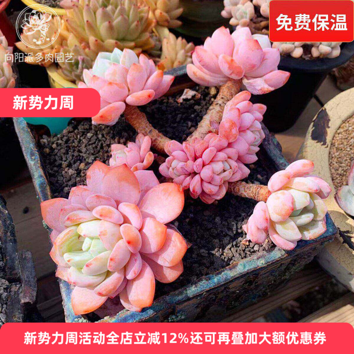 冷香精品热门多肉植物一物一拍胖嘟嘟好养护老桩向阳派