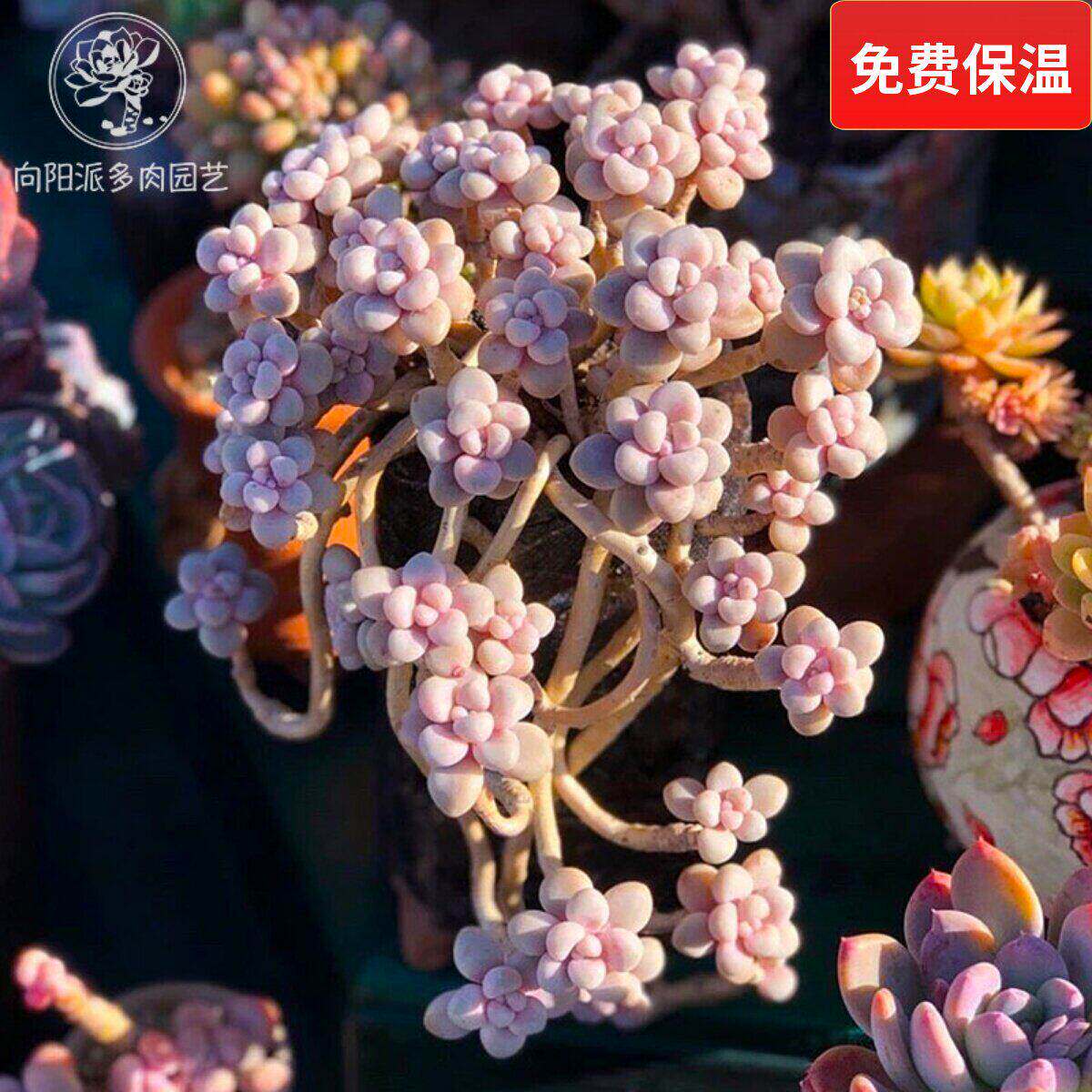 艾伦悬崖老桩群生多肉植物一物一拍风车草花卉盆栽向阳派多肉园艺