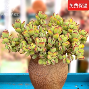 熊童子白熊黄熊绿熊熊爪掌一物一拍多肉植物老桩趣味向阳派