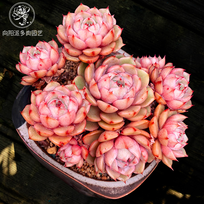 苯巴蒂斯多头群生多肉植物一物一拍迷你盆栽花卉向阳派多肉园艺