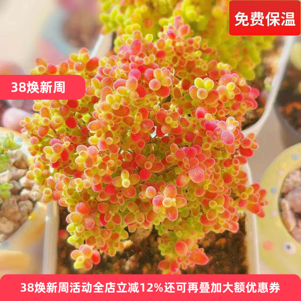 蜜橘糖球一物一拍番杏科多肉植物树状小型群生老桩向阳派多肉园艺