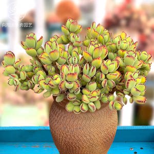 熊童子锦价格 熊童子锦图片 星期三