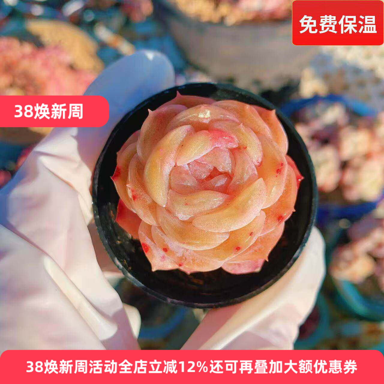 云南精品冰贵妃糖心小萌肉老桩多肉植物一物一拍带盆栽好向阳派