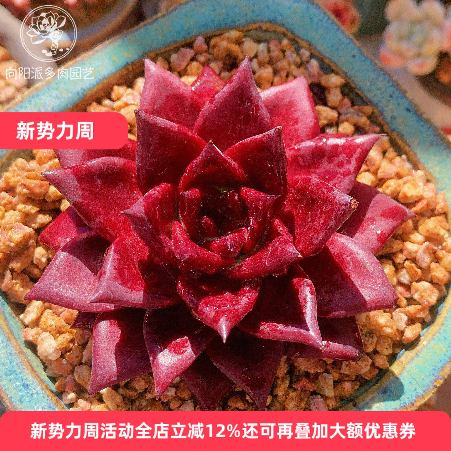 云南精品罗宾血罗东云系多肉植物一物一拍红色灵魂罗密欧好养护