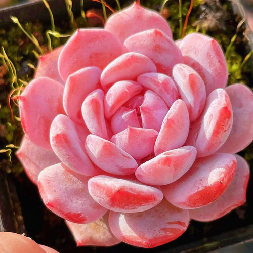 星星橙带盆栽好一物一拍多肉植物