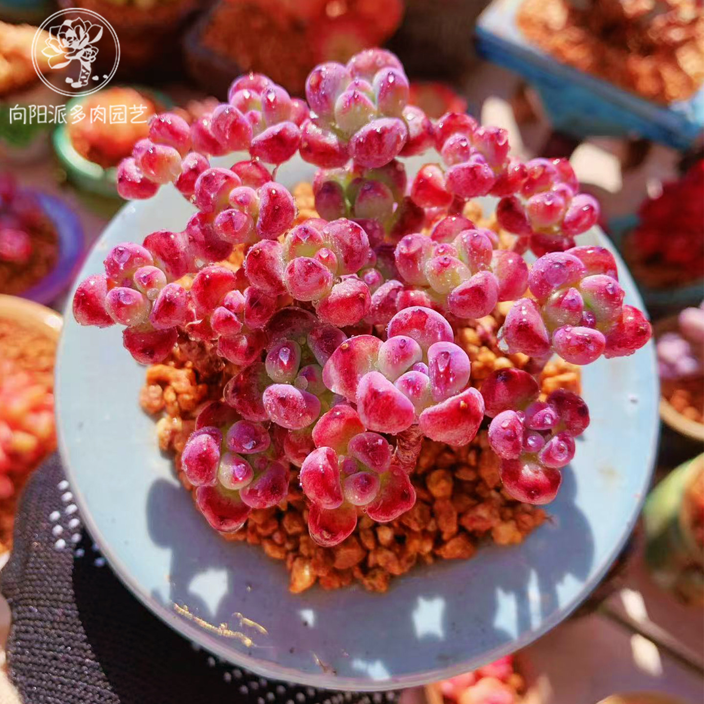 精品汤姆漫画云南昆明多肉植物一物一拍老桩多头萌肉向阳派,鲜花速递/花卉仿真/绿植园艺,多肉植物,淘宝优惠券,粉丝福利购,淘宝优惠卷