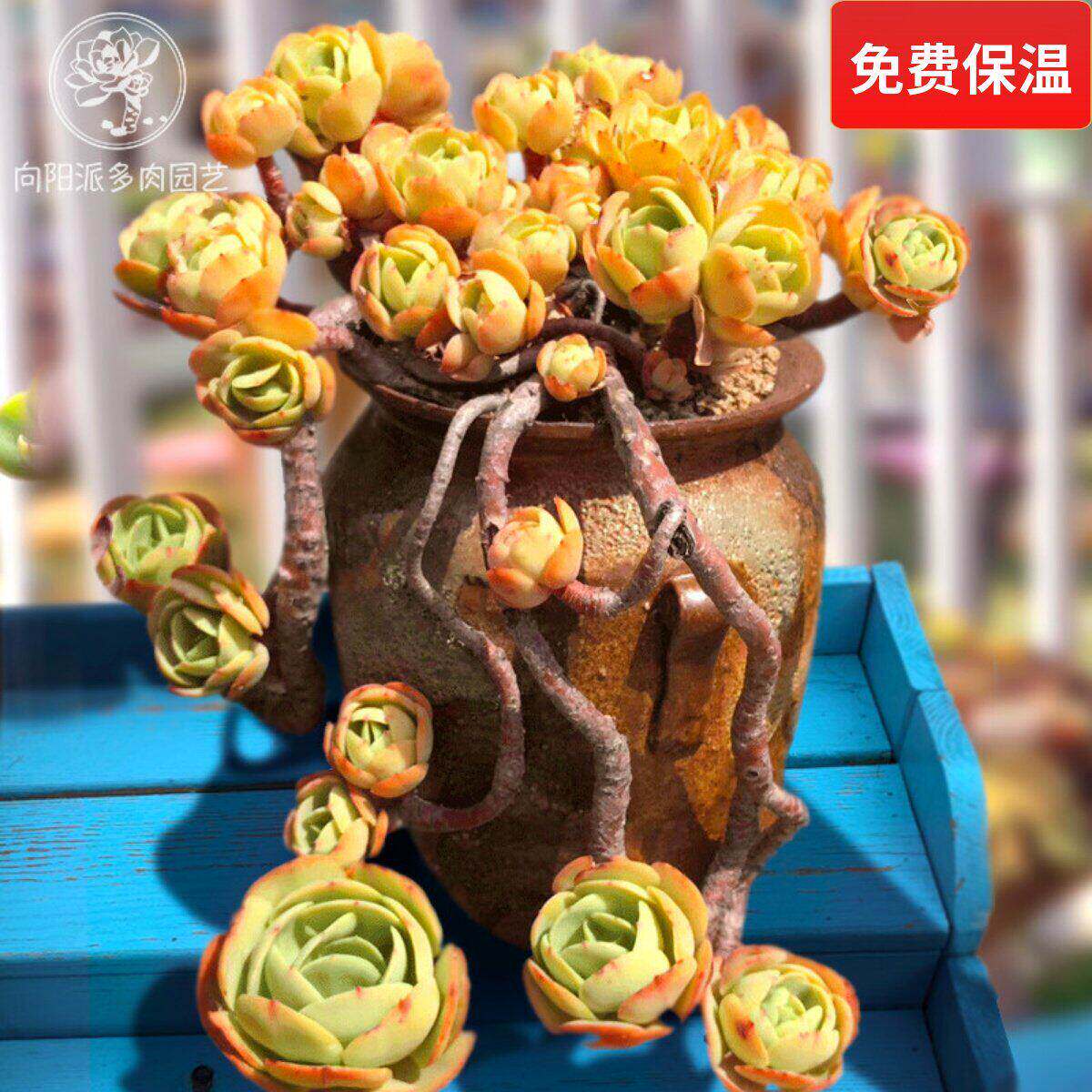 鸡蛋碧桃一物一拍向阳派桃花石多肉植物老桩精品露养阳台趣味