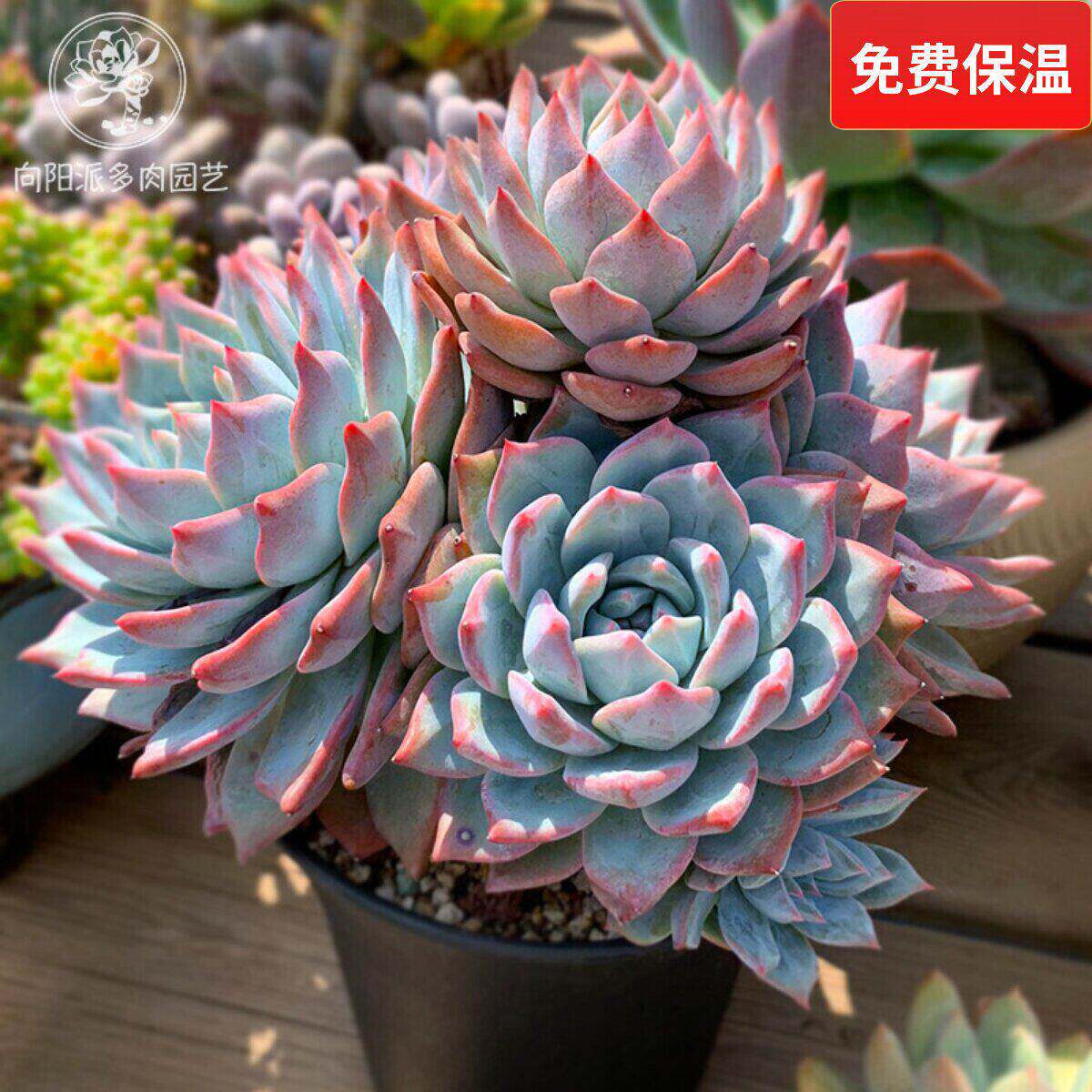 粉蓝鸟一物一拍向阳派厚叶蓝鸟群生老桩包邮多肉植物盆栽仙气蓝色