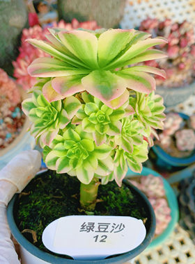 云南精品绿豆沙法师锦一物一拍老桩手捧花多肉植物带盆栽好向阳派
