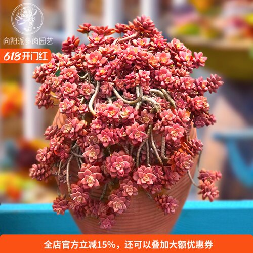 姬胧月悬崖老桩好养活易度夏