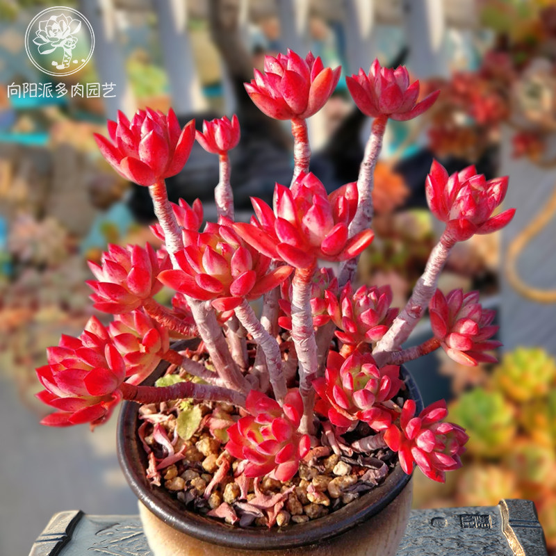 红稚莲经典红色多肉植物小老桩一物一拍趣味阳台花卉绿植向阳派